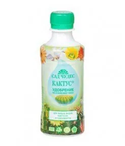 Кактус