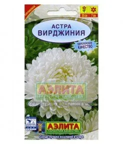 Астра Вирджиния