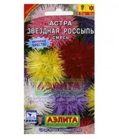 Астра Звездная россыпь