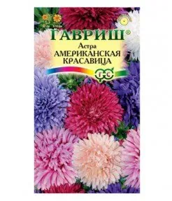 Астра Американская красавица