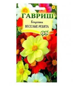 Георгина Весёлые ребята