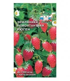 Земляника Рюген