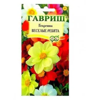 Георгина Весёлые ребята