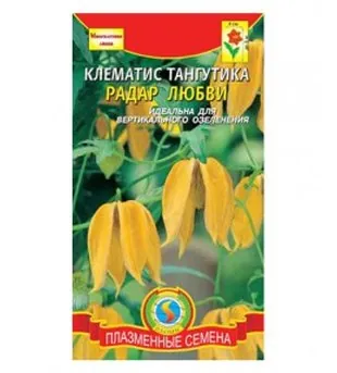 Клематис Тангутика Радар Любви